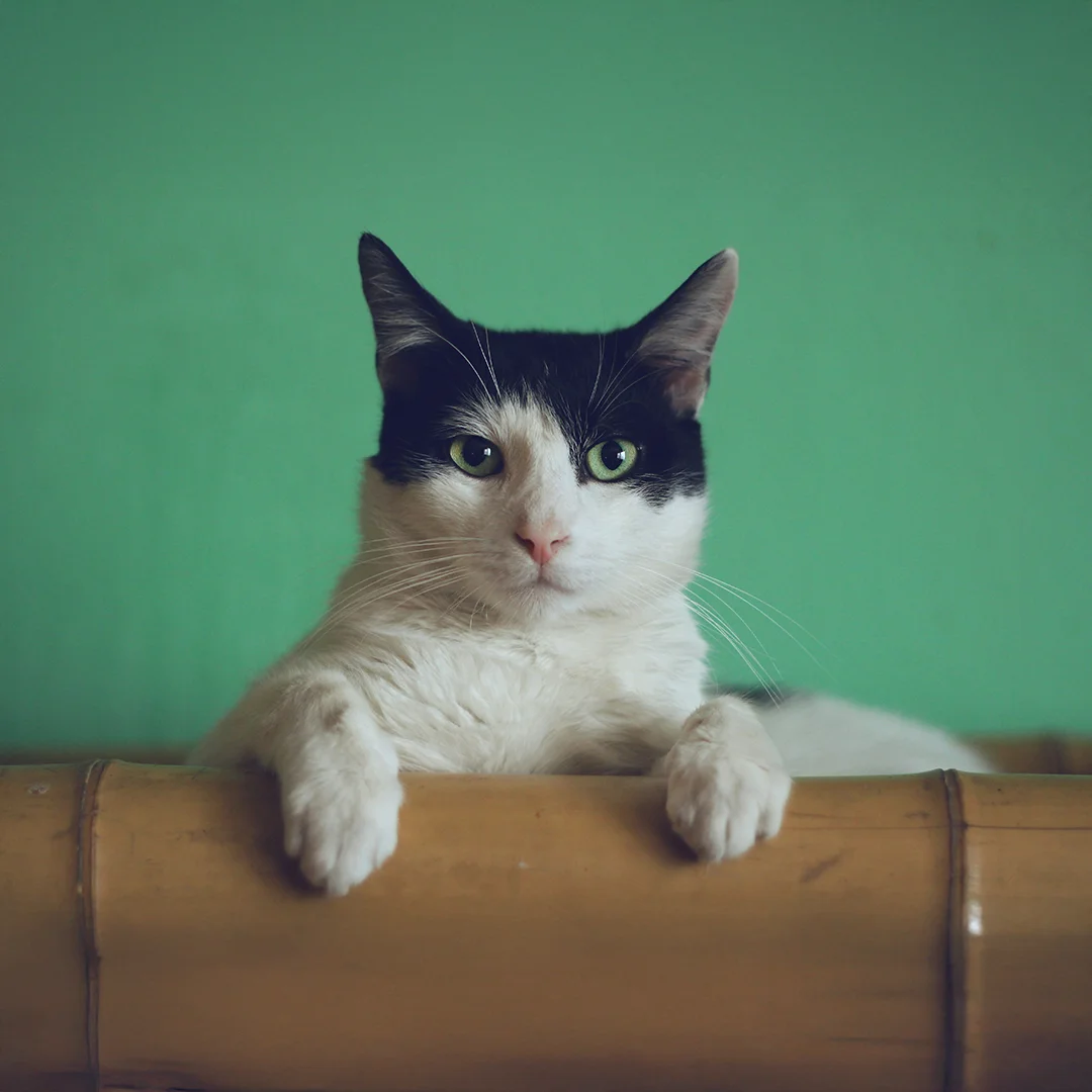 Black and white cat with green eyes resting on a bamboo ledge against a green background.