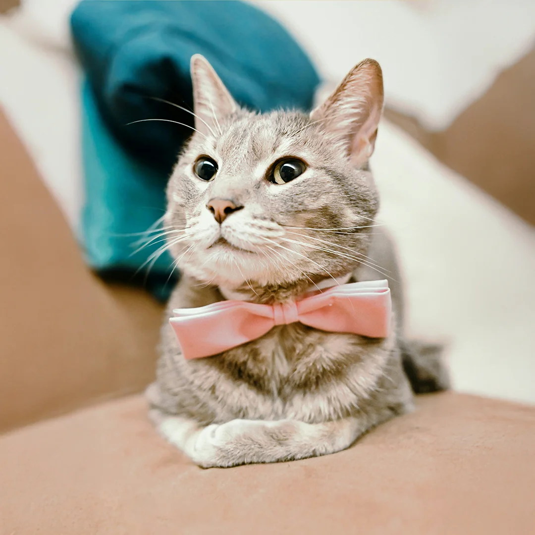 Grey tabby cat wearing a pink bowtie, sitting on a couch.