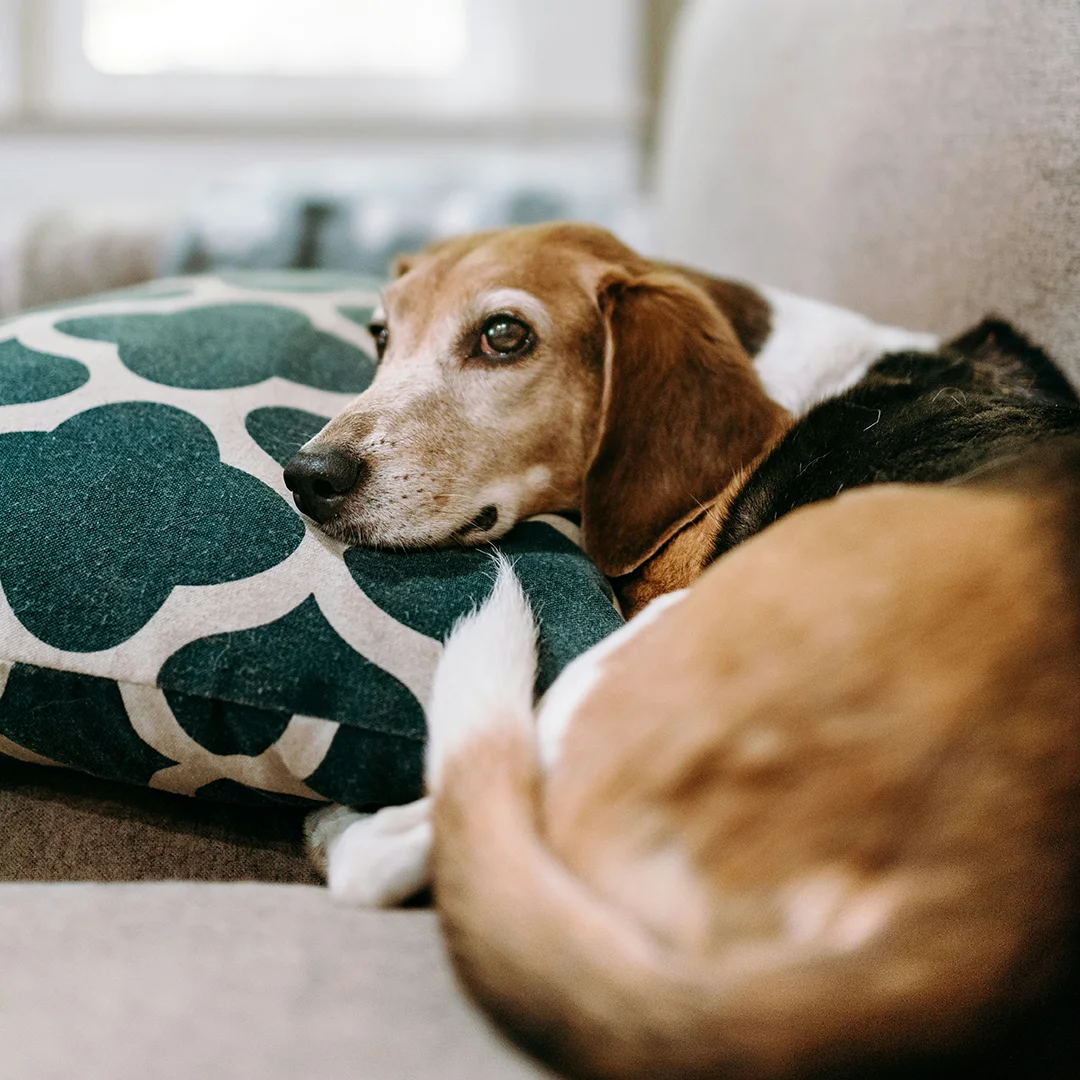 Beagle resting its head on a patterned pillow on a couch.