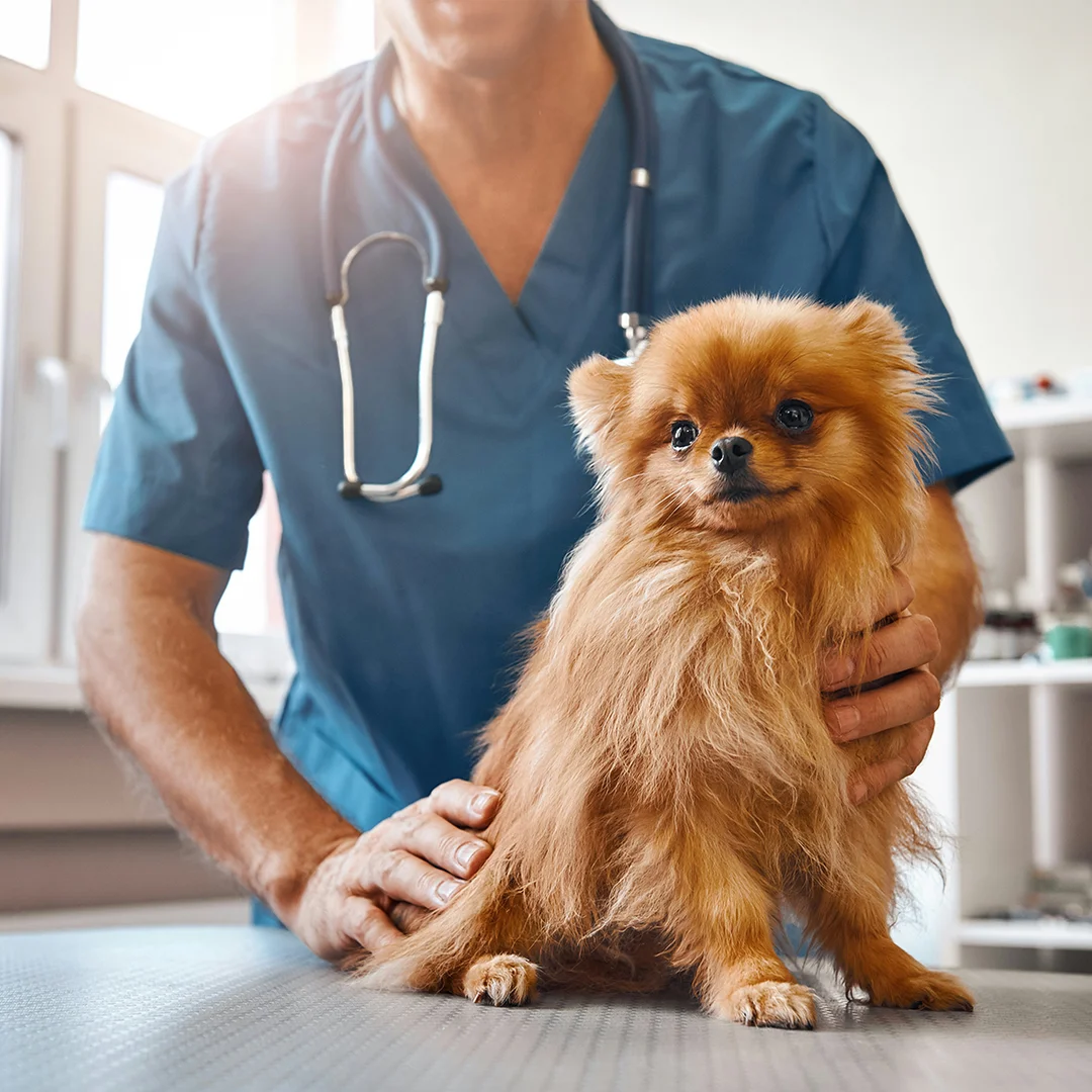 Small Pomeranian on an exam table with a veterinarian in blue scrubs.