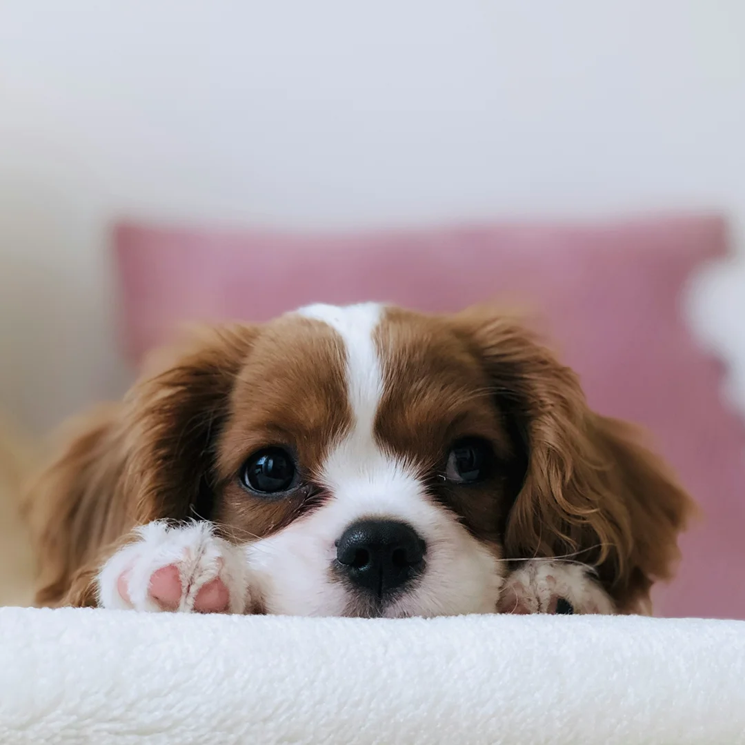 Cavalier King Charles Spaniel puppy resting its head on a white blanket.