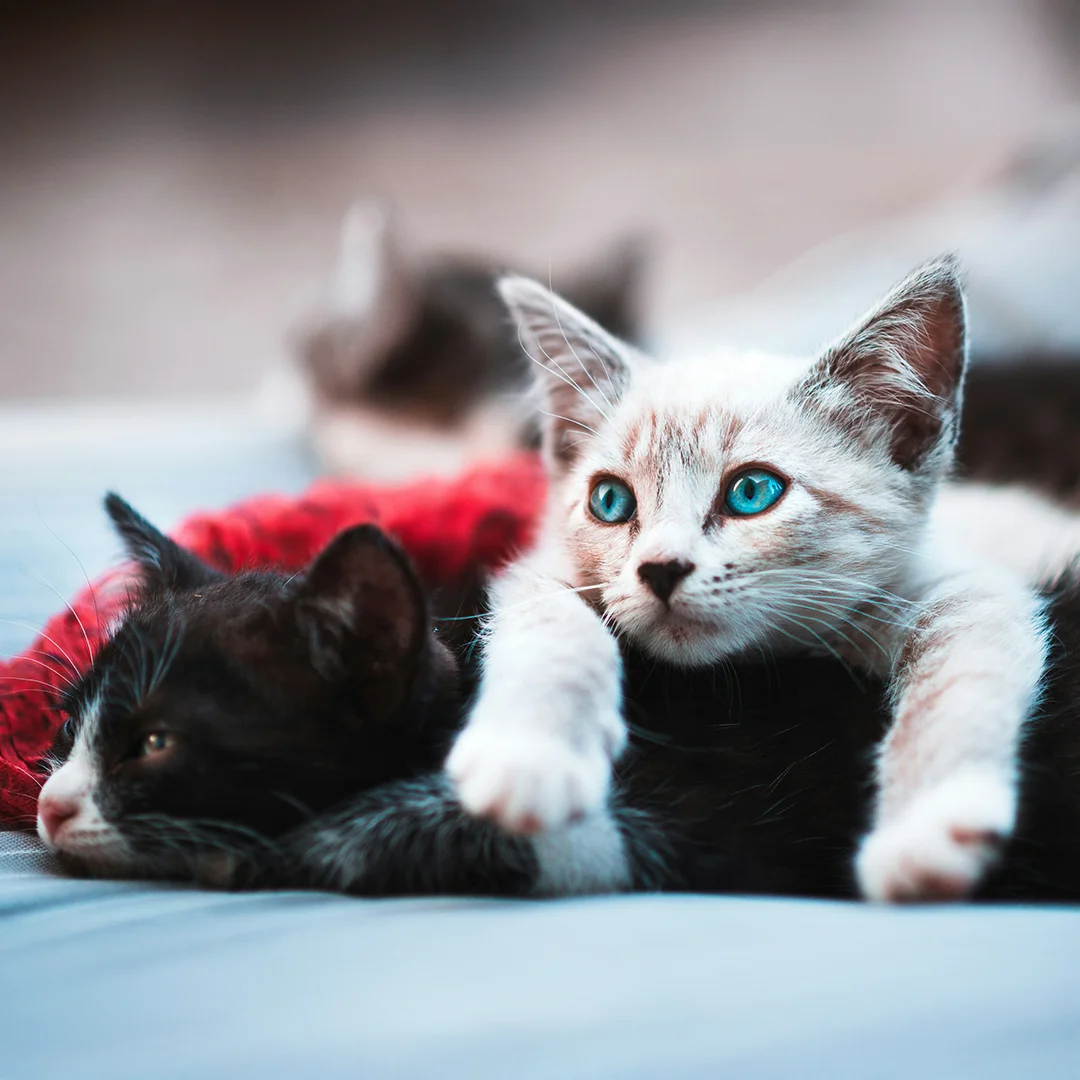 White and black kittens lying on a blue blanket, with one kitten playfully resting on the other.