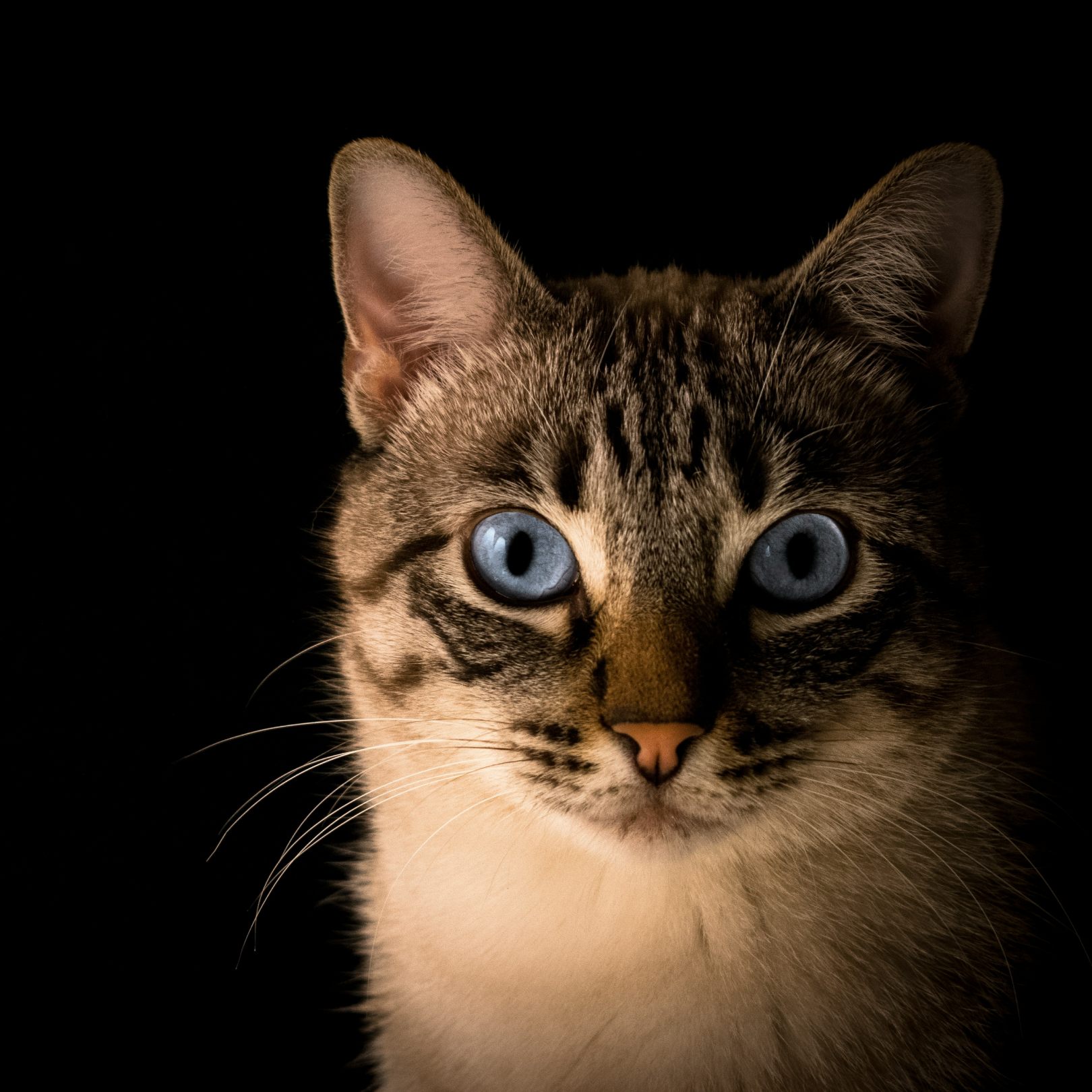 A brown cat with blue eyes - mobile