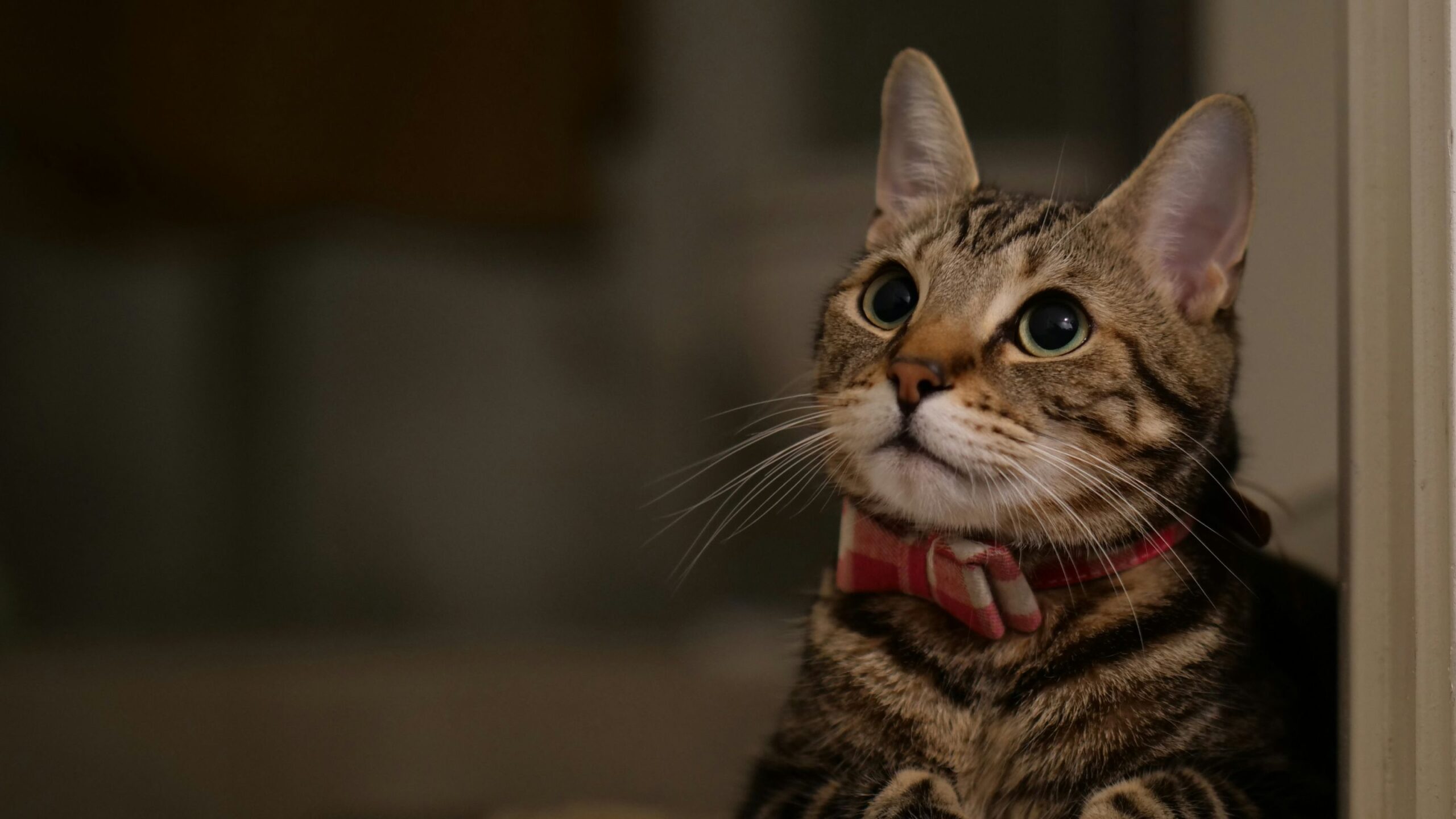 A cat with red band - square
