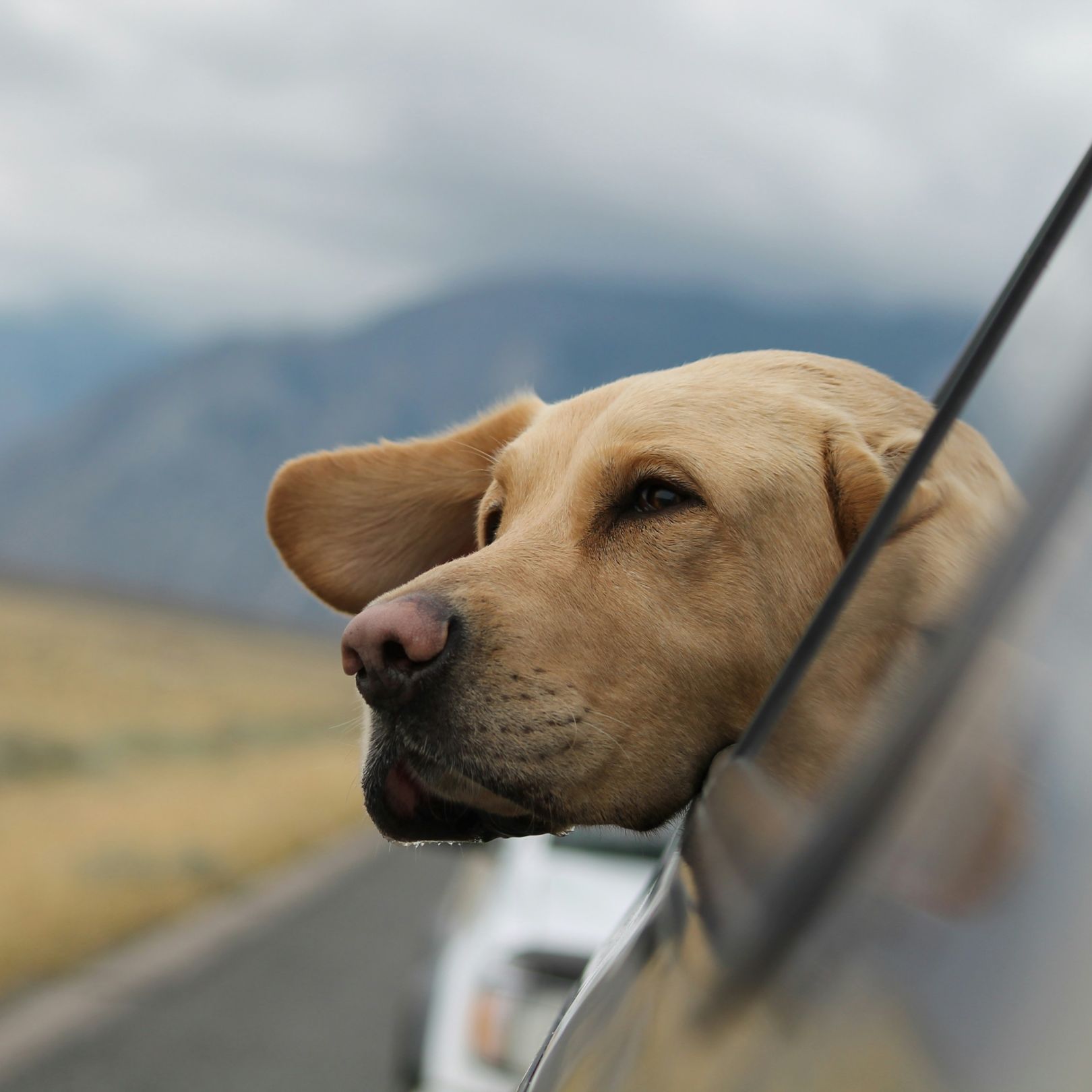 A dog looking out of car window - square