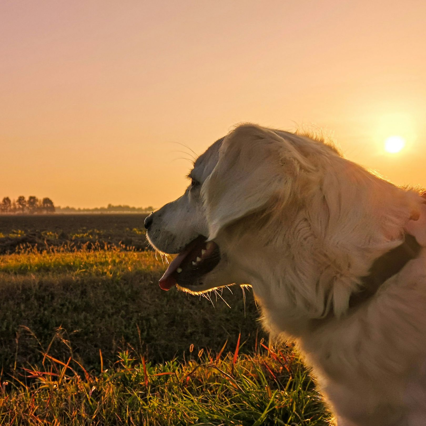 A golden dog front of sunset -mbile