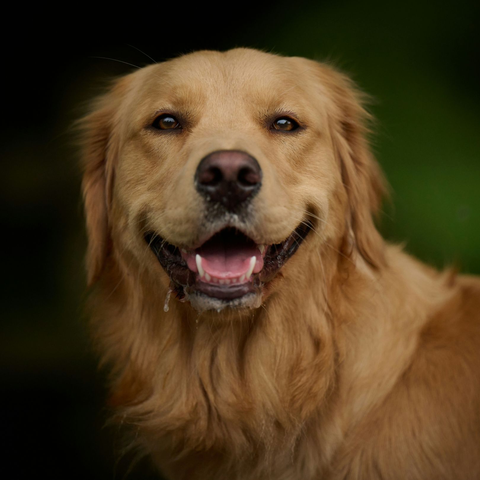 A golden dog showing teeth