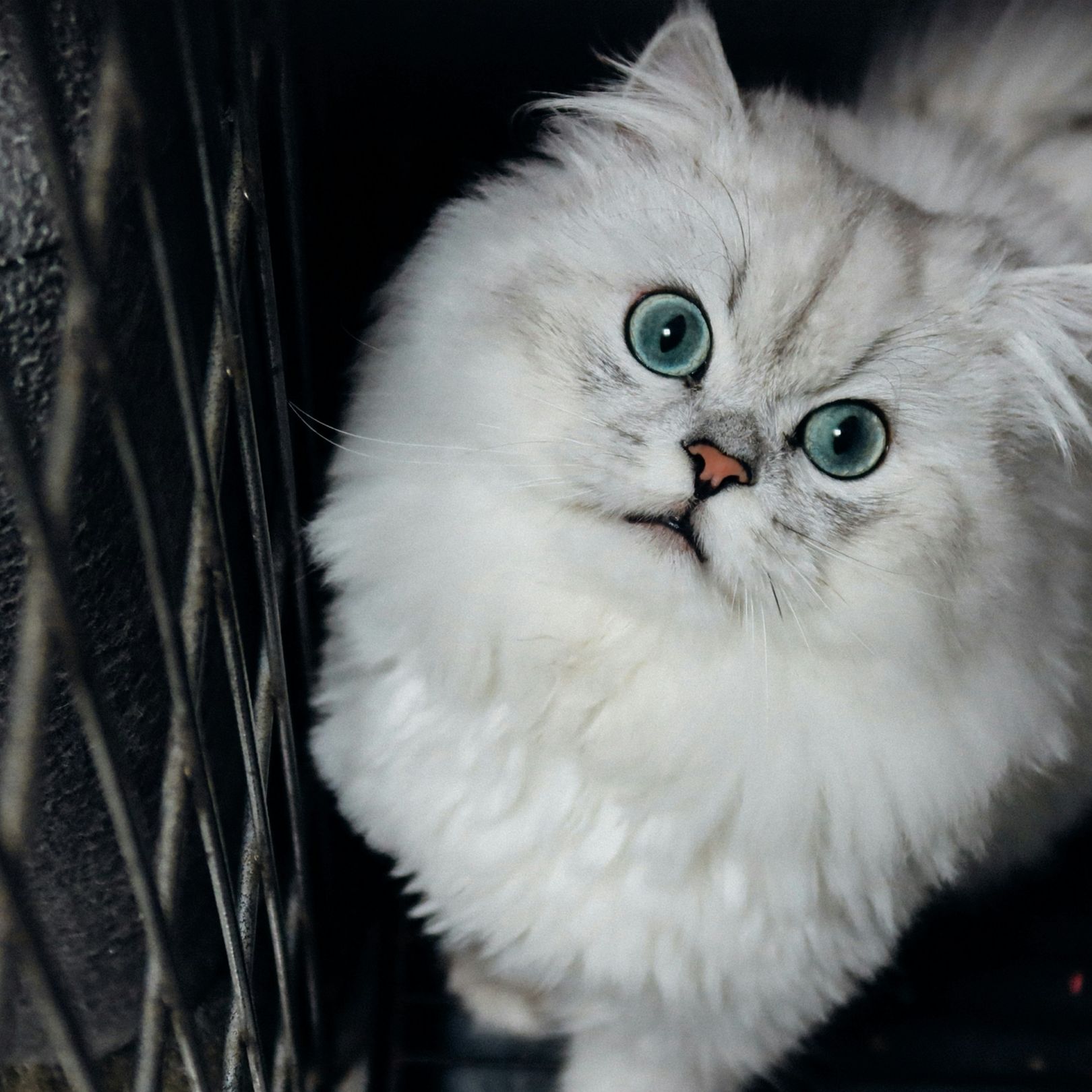A white cat - mobile