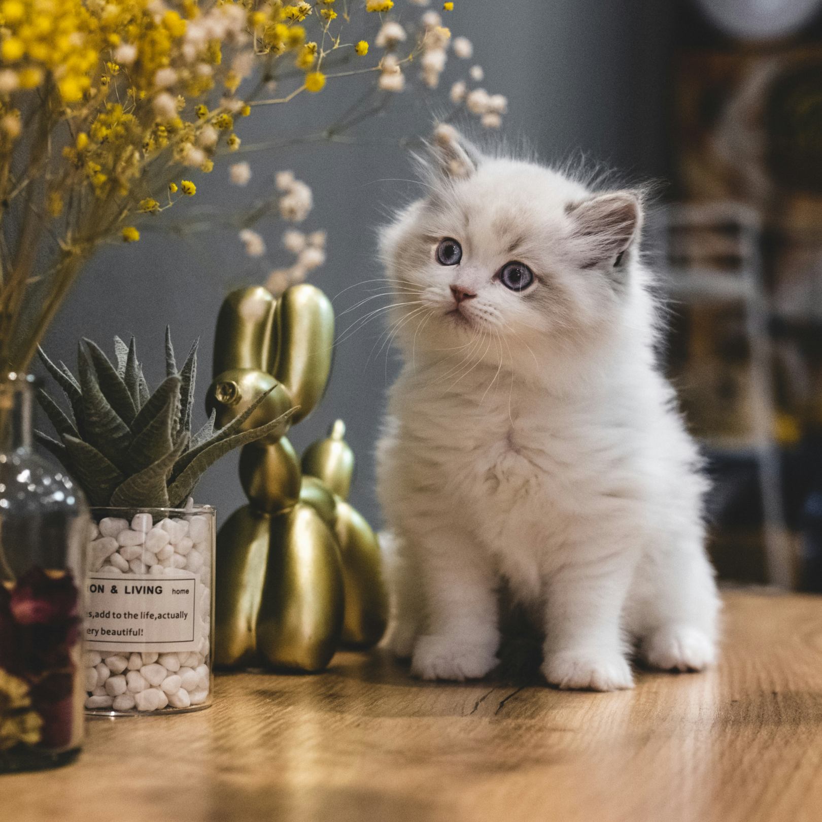 A white cat over the table - mobile