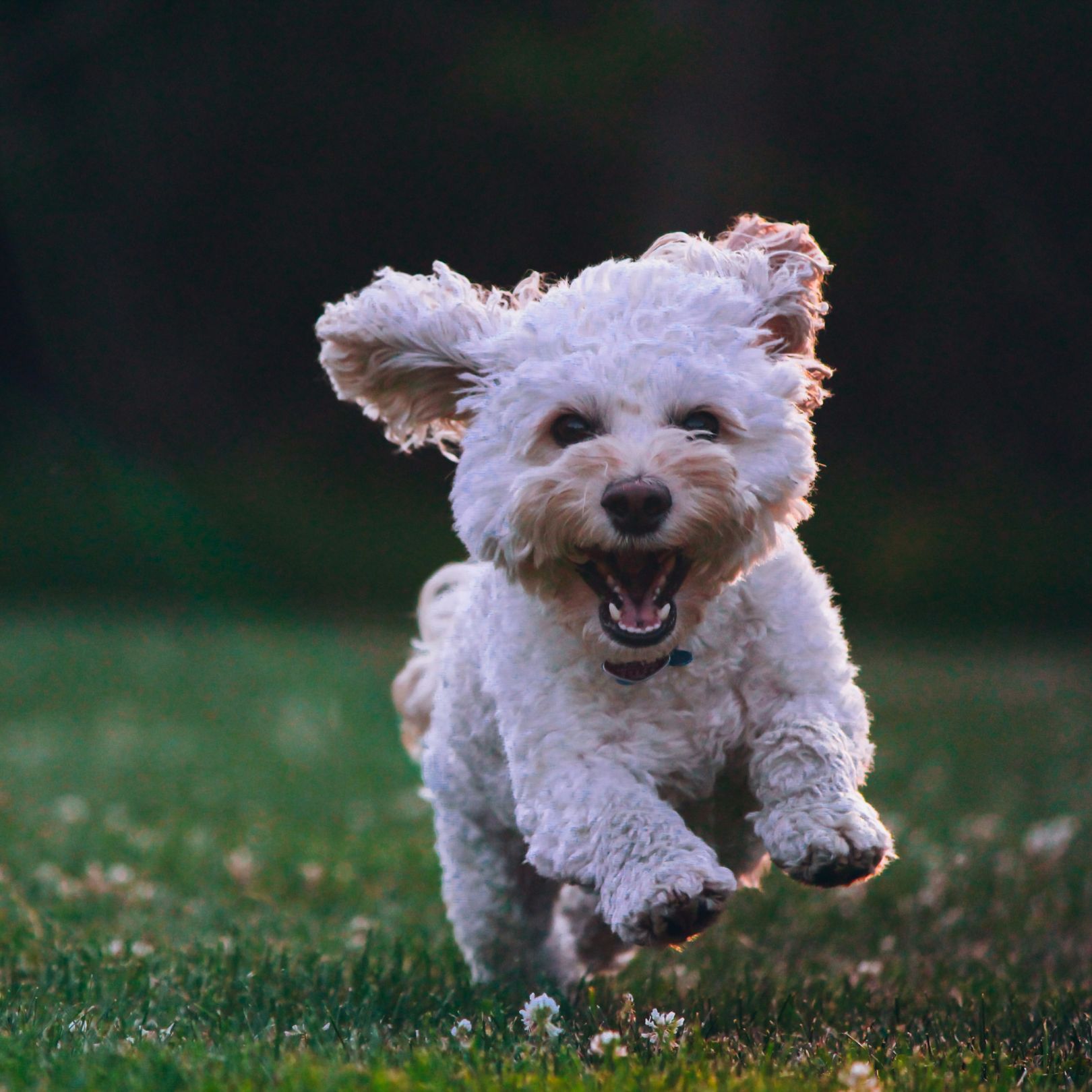 A white dog is running on ground - mobile