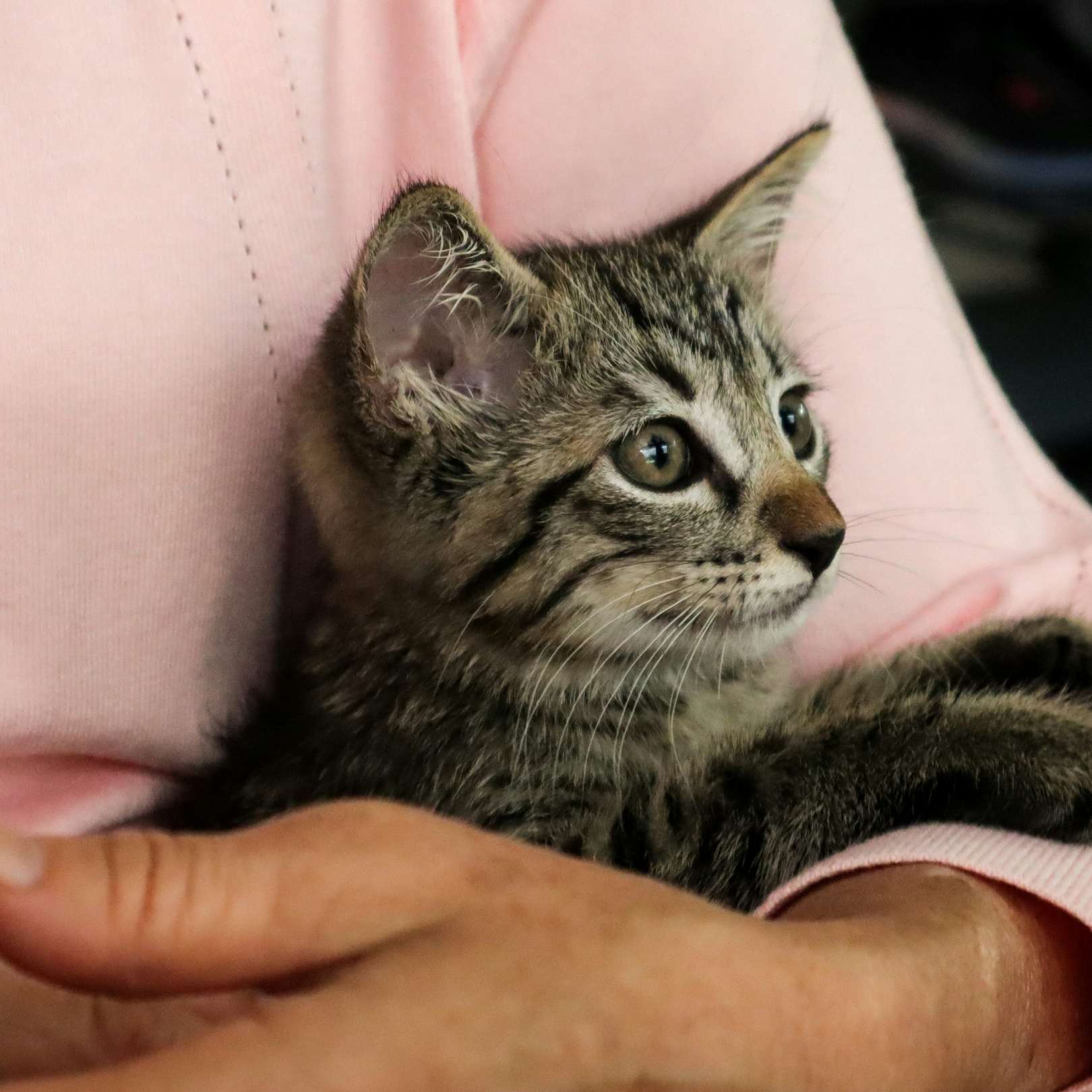 Someone holding a grey cat