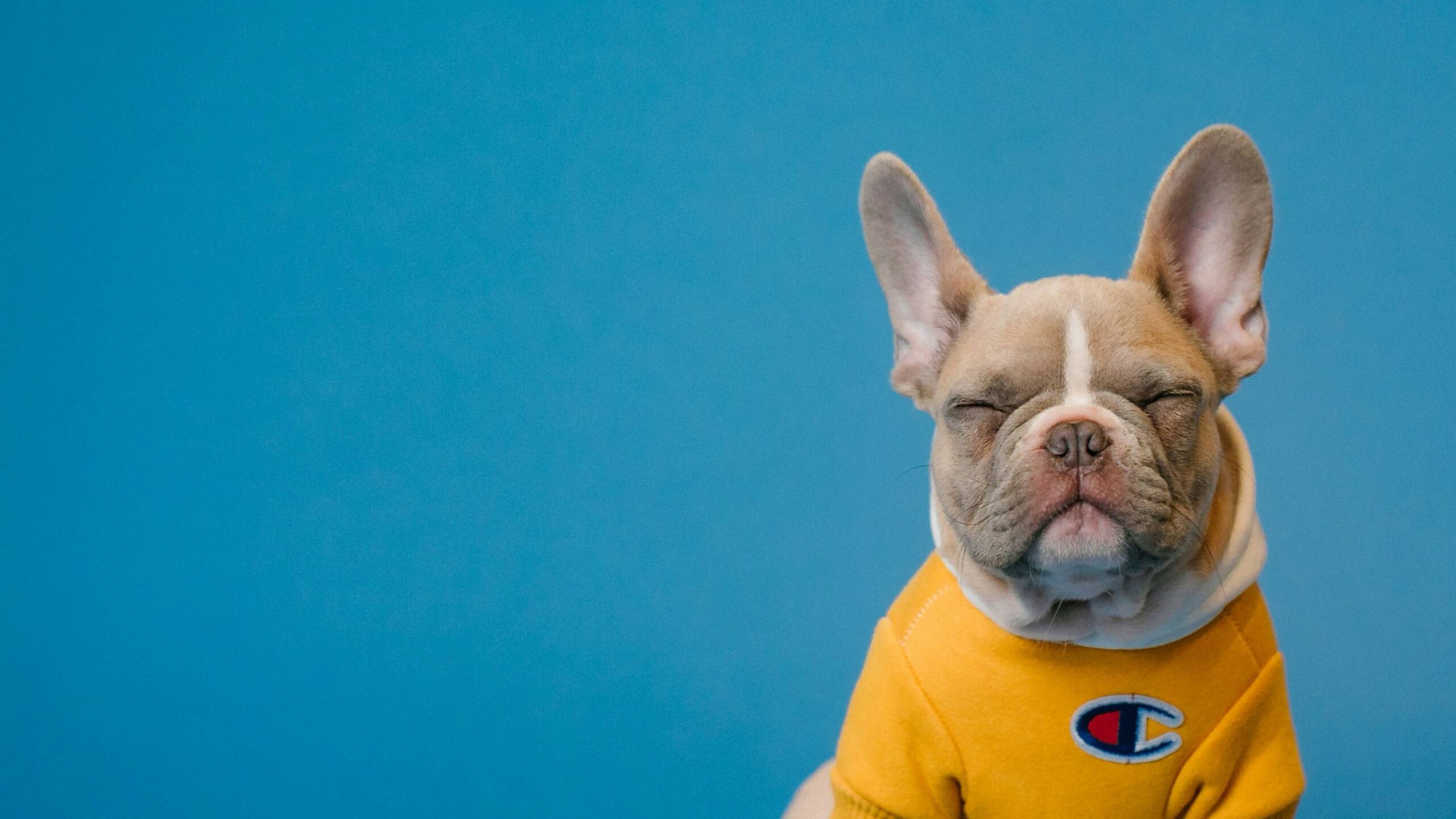 a bulldog - mobile