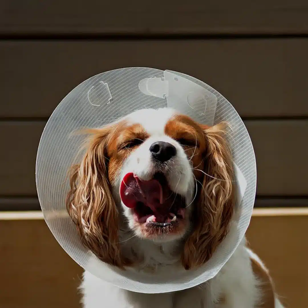 Brown and white Cavalier King Charles Spaniel wearing a plastic recovery cone and mid-yawn.