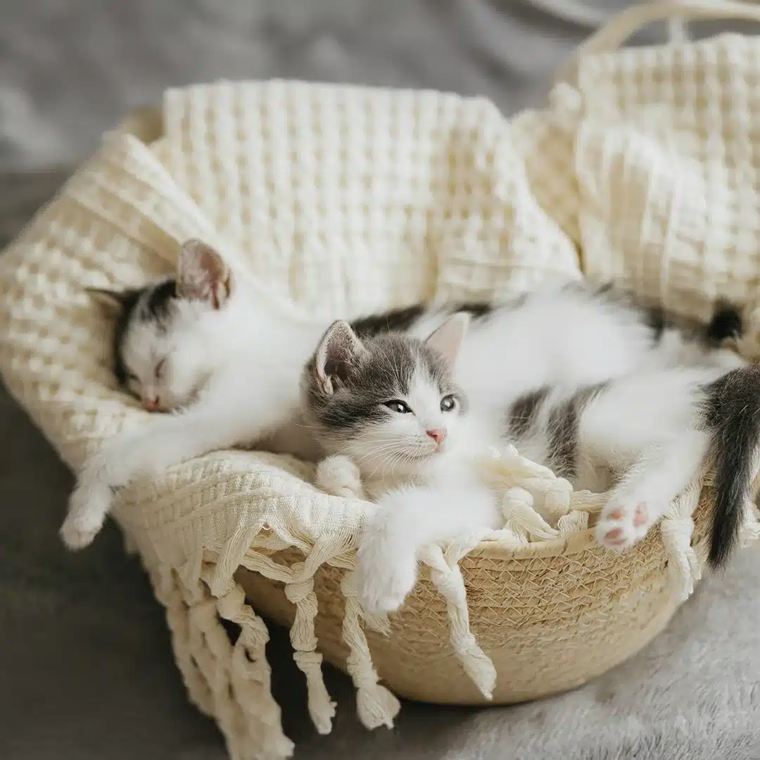 One kitten sleeping and another lounging in a cozy woven basket lined with a soft cream-colored blanket.