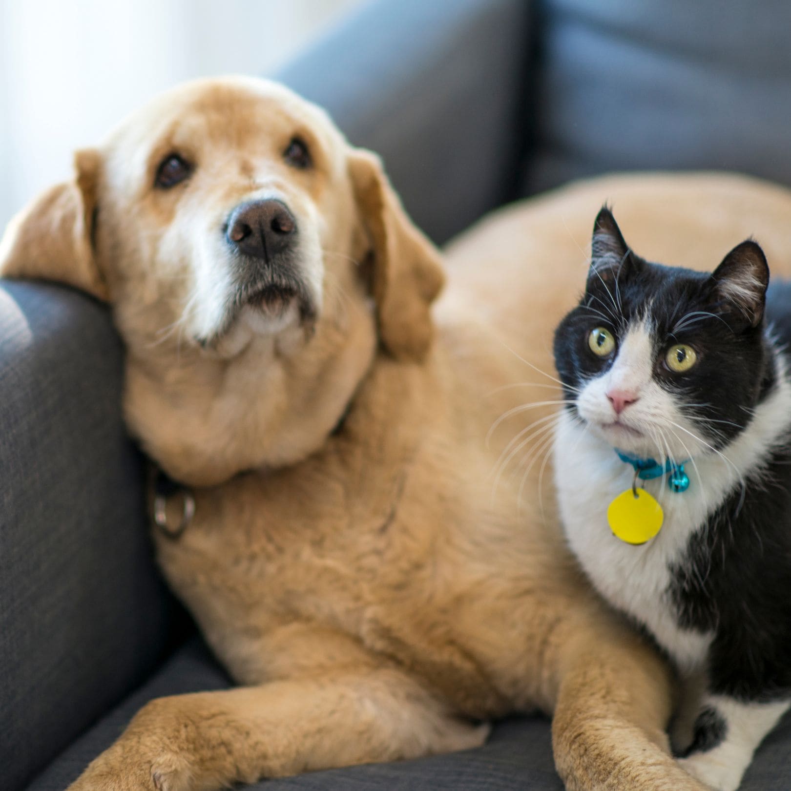 a dog and cat sitting on a couch